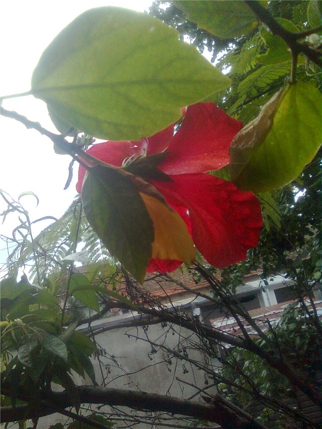 hibiskus iza